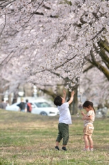 桜と握手