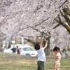 桜と握手
