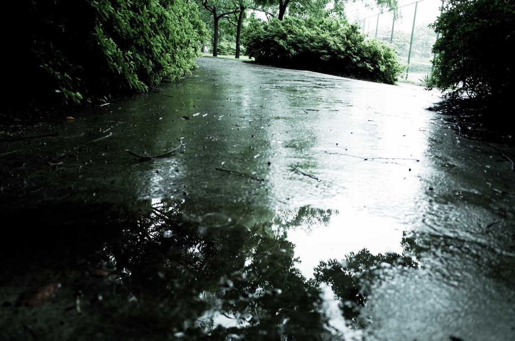 雨の散歩道