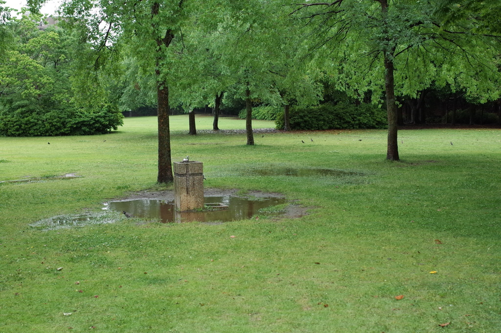 雨の公園は野鳥のオアシス