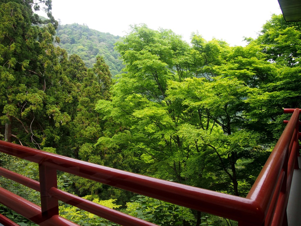 大山の新緑