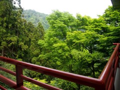 大山の新緑