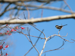 梅とシジュウカラ