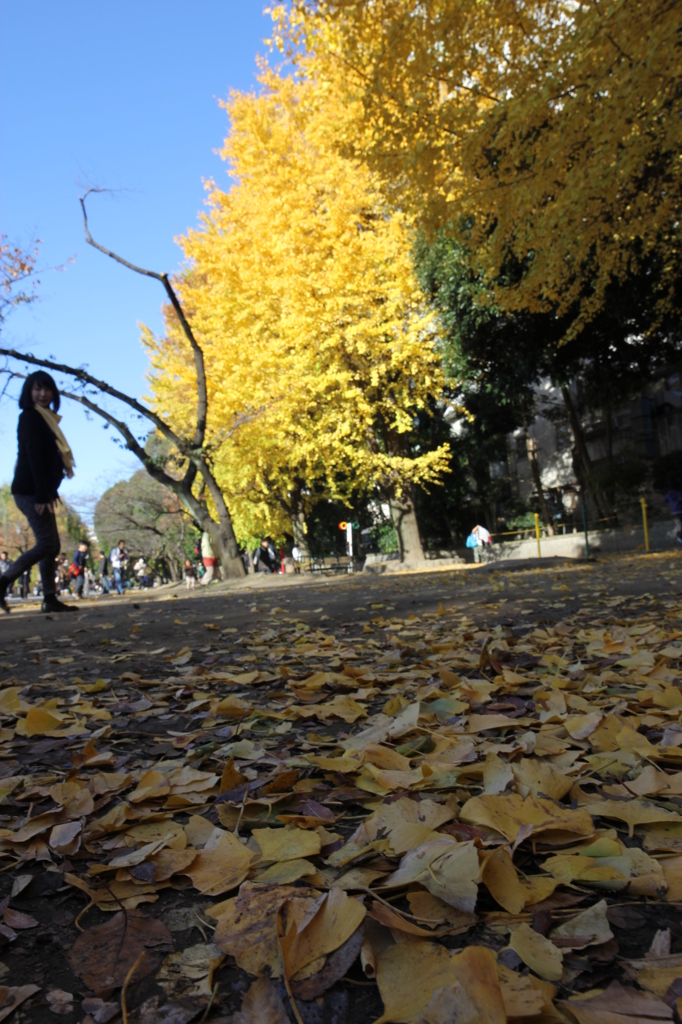 紅葉と落ち葉