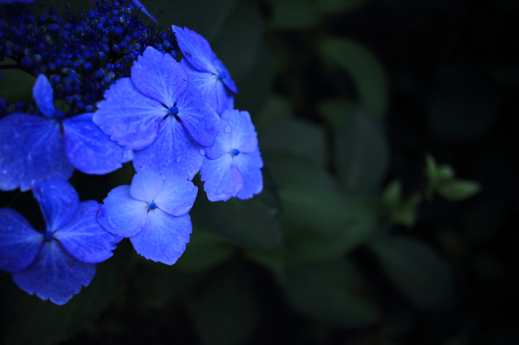 紫陽花その２