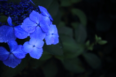 紫陽花その２