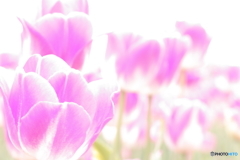Spring smell
