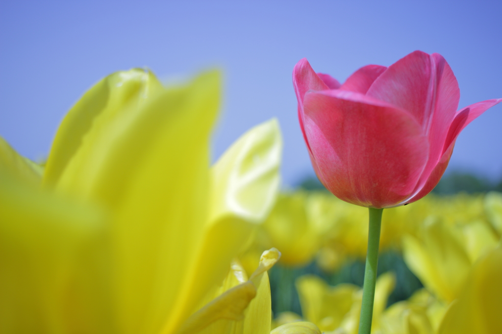 チューリップ