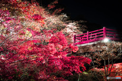 Glamorous Autumn Night