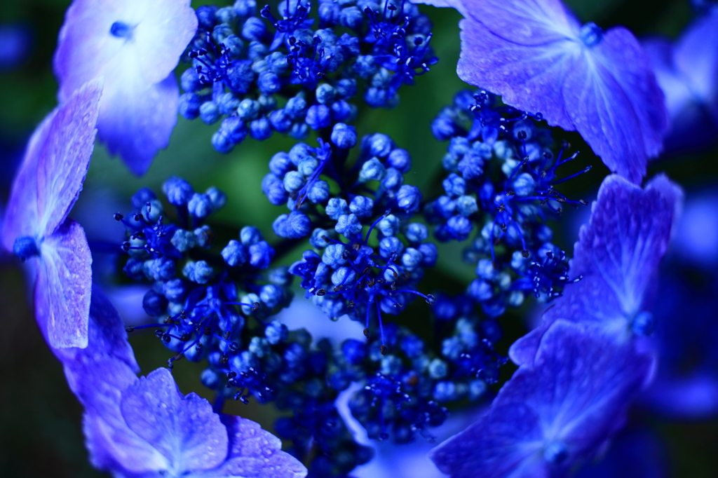 紫陽花その１