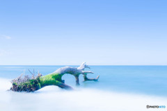 The end of old tree