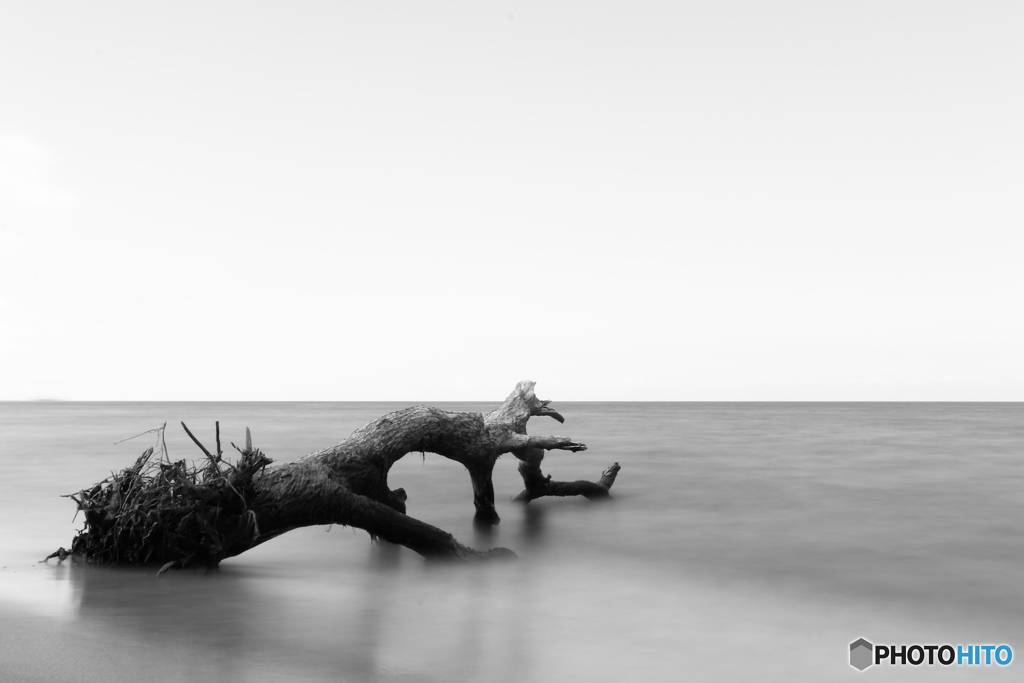The end of old trees