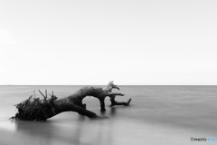 The end of old trees