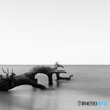 The end of old trees