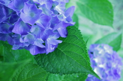 紫陽花その３