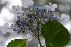 下からの額紫陽花