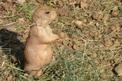 ミーアキャットじゃないけど多分そんな感じの動物さん