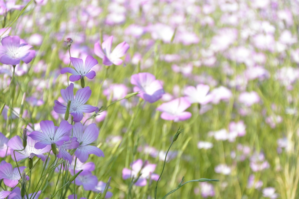 コスモスっぽい花