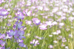 コスモスっぽい花