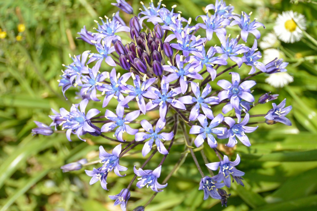 曼珠沙華の青いバージョンのような花