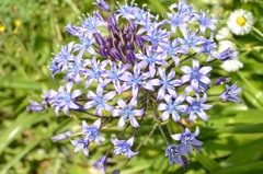 曼珠沙華の青いバージョンのような花