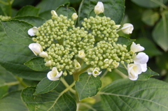 咲き始めの額紫陽花