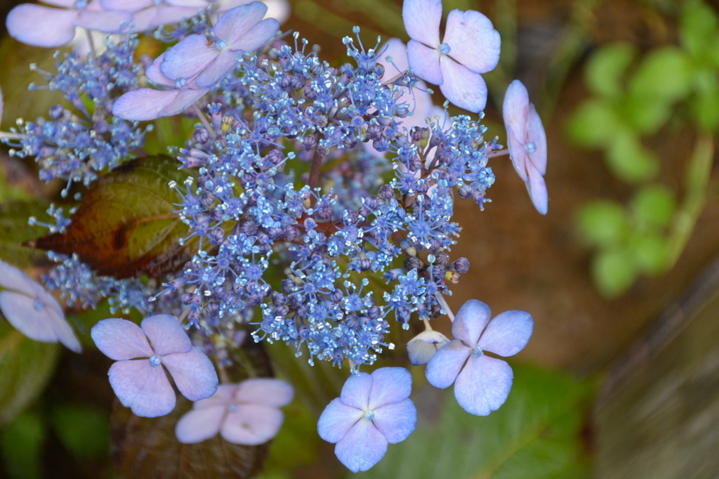 額紫陽花