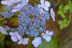 額紫陽花