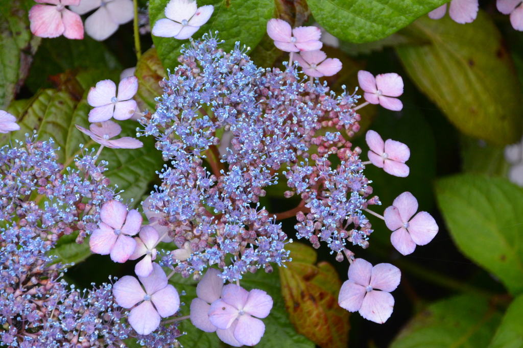 額紫陽花