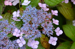 額紫陽花