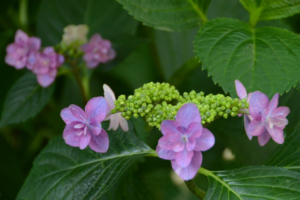 額紫陽花