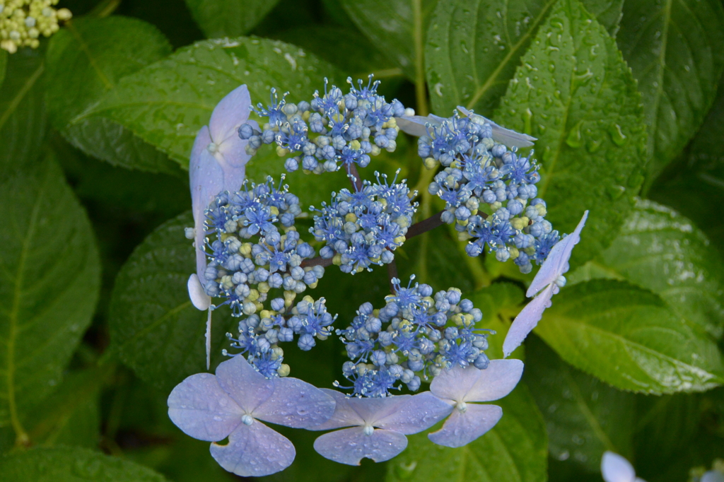額紫陽花