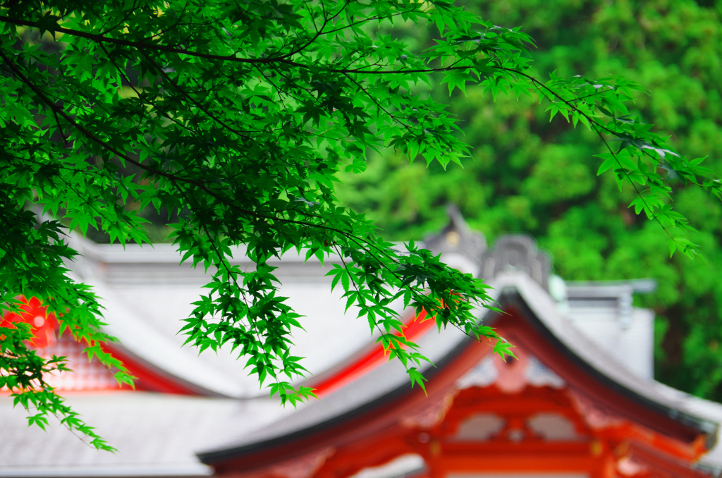 Kirishima Shrine