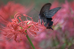 曼殊沙華