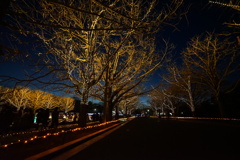 昭和記念公園_イルミネーション７