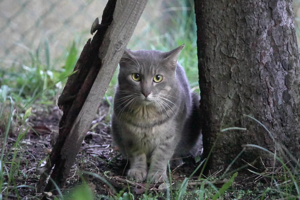 公園の猫２