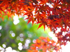 夏の赤紅葉。