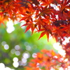 夏の赤紅葉。