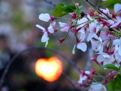 桜とハート形の灯篭