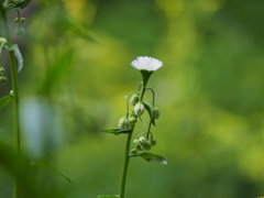 緑。