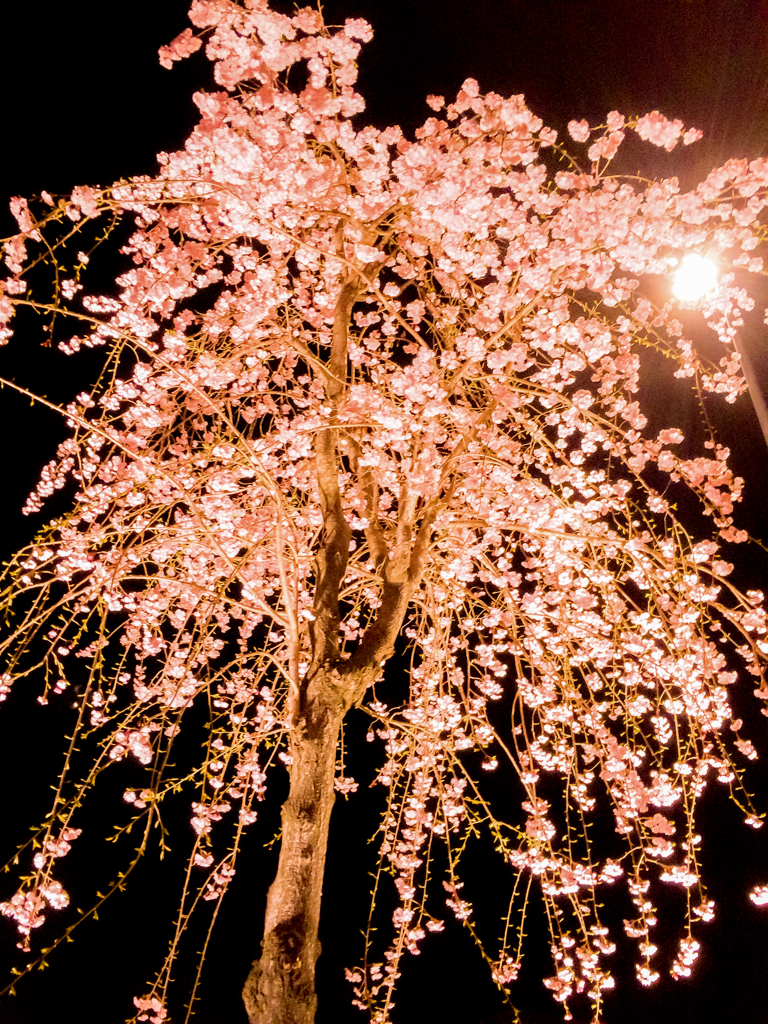 夜のしだれ桜