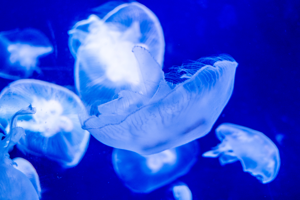 Jellyfish