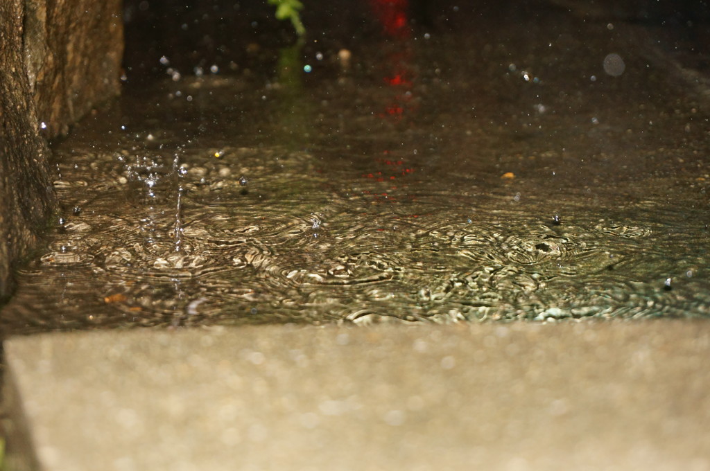 今日は台風で雨