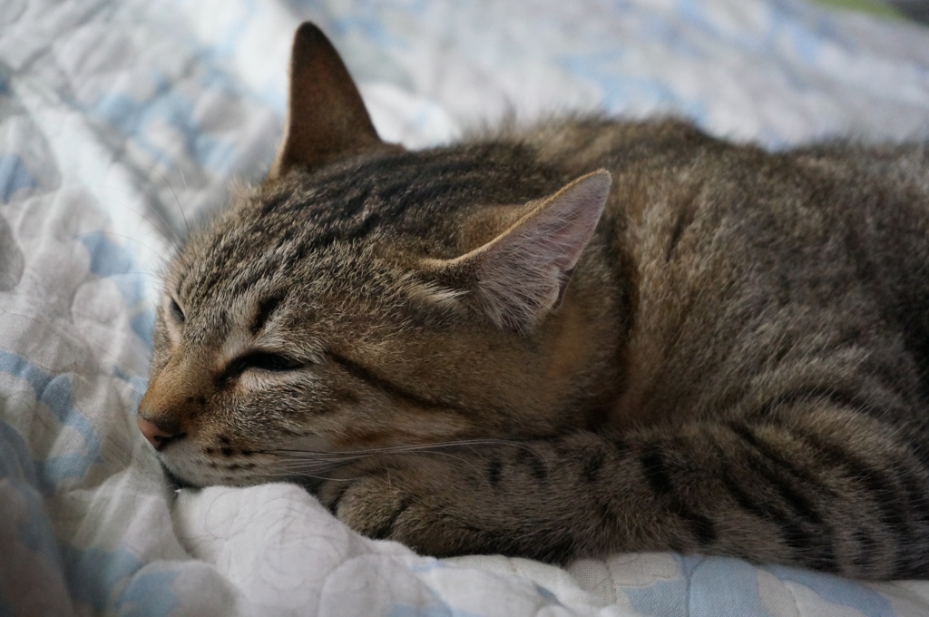 うちの猫