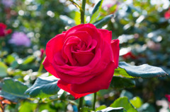 思春期の薔薇