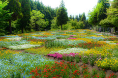 ５月の花