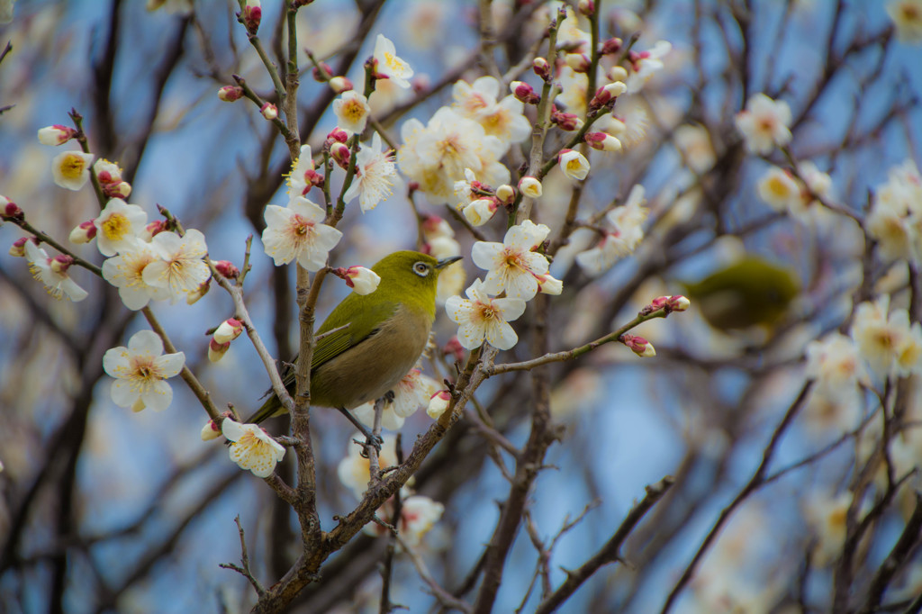 春のきざし