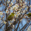 春のきざし