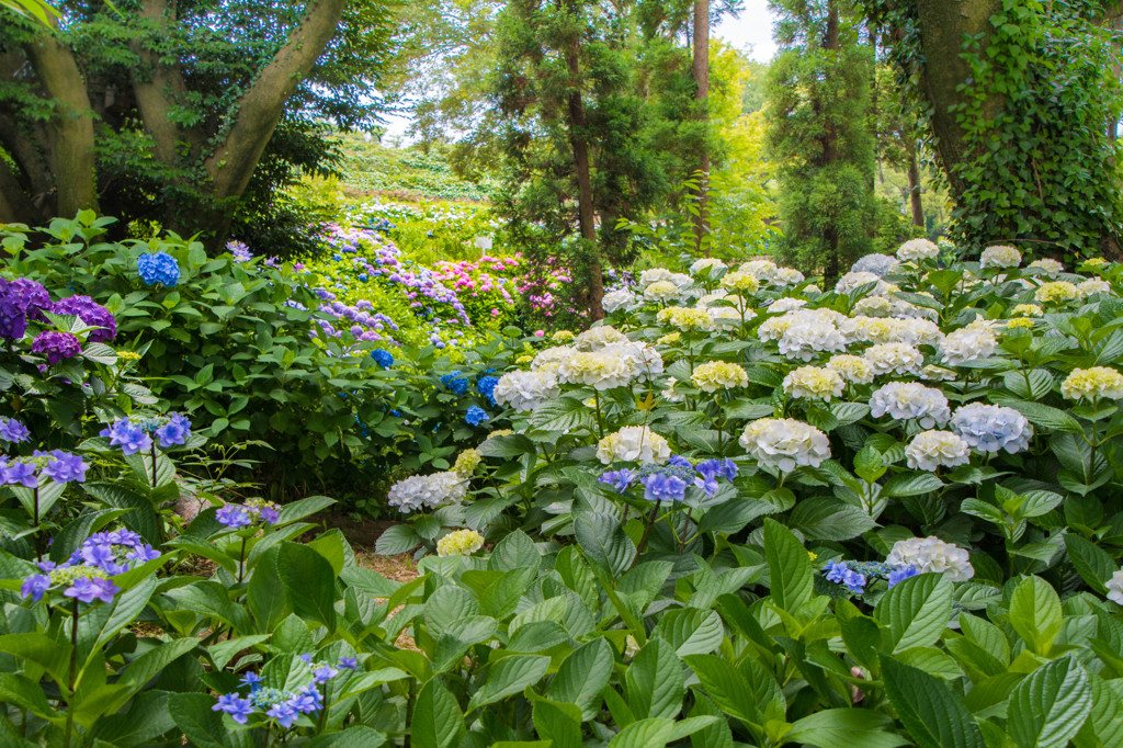 ６月の花園２