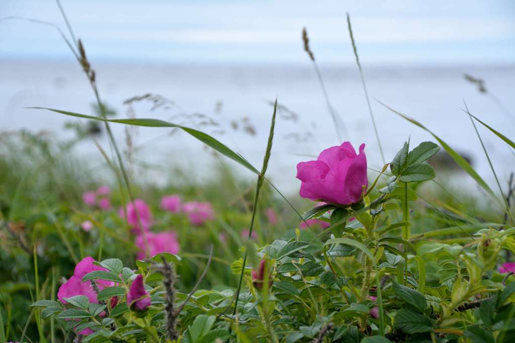 ハマナスの花